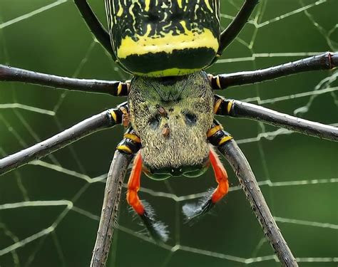 Nephila Pilipes Bite