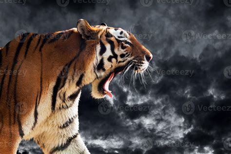 Wild tiger roaring during hunting. Cloudy sky background. 7792383 Stock ...