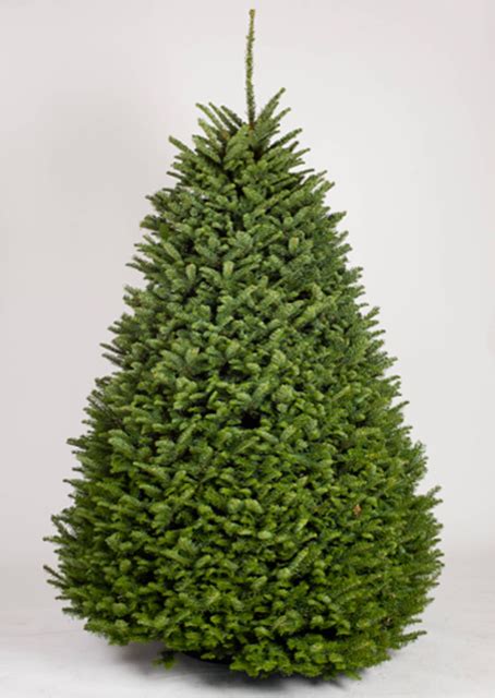 Noble Fir Christmas Tree - Denver Christmas Trees - Fresh Cut Christmas ...