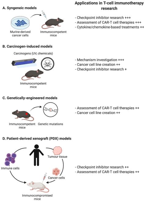 Murine models for evaluation of T cell-directed tumour immunotherapy.... | Download Scientific ...