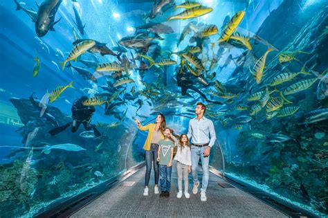 Dubai Aquarium Tickets. Best Offers & Prices | TicketsToDo