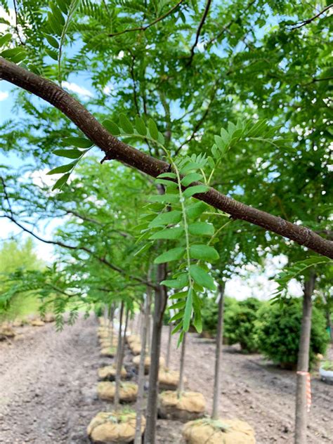 Tree of the Week: Skyline® Honeylocust