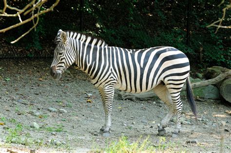 File:Grant's Zebras (Equus burchelli).jpg - Wikimedia Commons