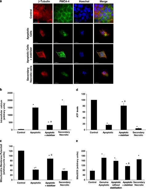 PMCA-4 integrity, mitochondrial membrane potential, ATP and ROS levels... | Download Scientific ...