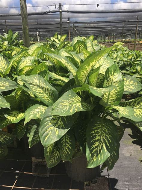 Dieffenbachia amoena ‘Tropic Snow’, Dumb Cane | PlantVine