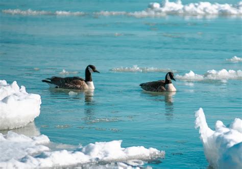 DNR Investigating Sick and Dead Geese in Coralville