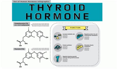 Difference Between T3 and T4 Thyroid Hormone - Pathkind Labs