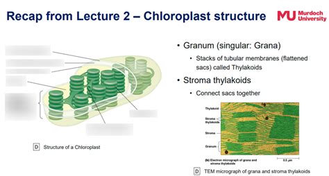 photosynthesis from amoeba sisters + powerpoint Diagram | Quizlet