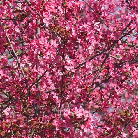 Prairifire Crabapple Trees for Sale | BrighterBlooms.com