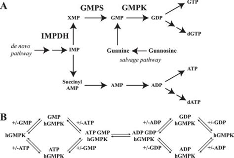 Solution structure and functional investigation of human guanylate ...