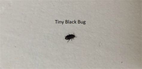 How to Get Rid of Tiny Black Bugs with Hard Shell in House | Be your own Handyman