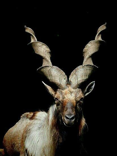 Markhor mountain goat | Wildlife pictures, Markhor, Majestic animals