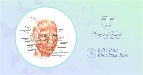 Our facial muscles and their functions • Crystal Touch Bell's Palsy Clinic