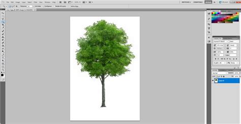 Tree Brush Photoshop | List of 14 Amazing Steps To Create Tree Brush