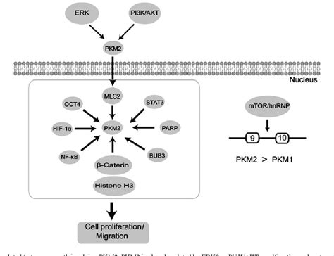 Figure 1 from The role of pyruvate kinase M2 in anticancer therapeutic treatments | Semantic Scholar