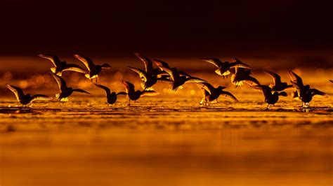 Bird Photographer of the Year Awards Features the Best Bird Photography