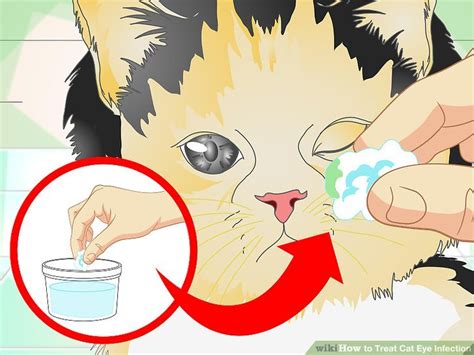 How to Treat Cat Eye Infection: 9 Steps (with Pictures) - wikiHow