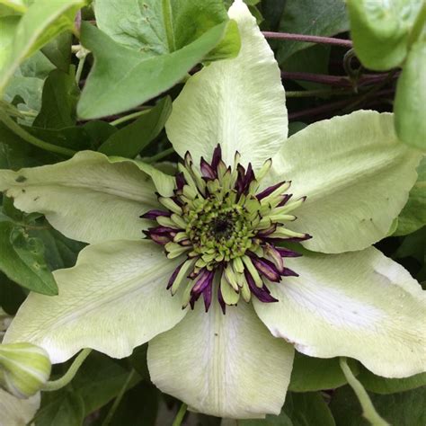 Clematis florida 'Sieboldii', Clematis florida 'Sieboldii' - uploaded by @shelleyB