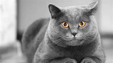 BRITISH SHORTHAIR CAT PERSONALITY AND BREED (ALL YOU NEED TO KNOW ...