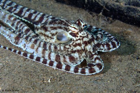 Mimic Octopus Flatfish