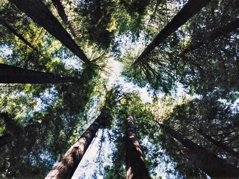 Trees near Williams Grove: Humboldt Redwoods State Park, California