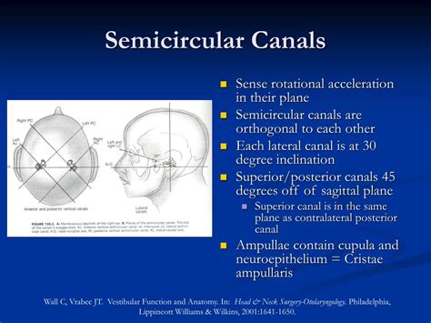 PPT - The Third Window: Superior Semicircular Canal Dehiscence PowerPoint Presentation - ID:73459