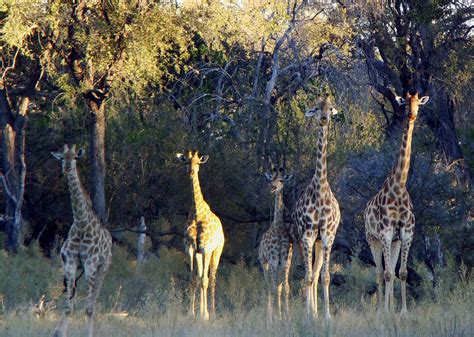 Flickriver: godutchbaby's photos tagged with taxonomy:family=giraffidae