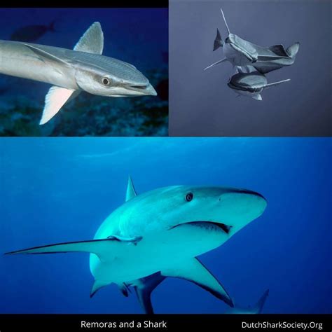 The Remoras and Sharks Relationship Explained - Dutch Shark Society