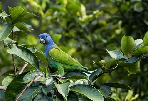 10 facts about Blue-headed Parrot - Health diet personality intelligence