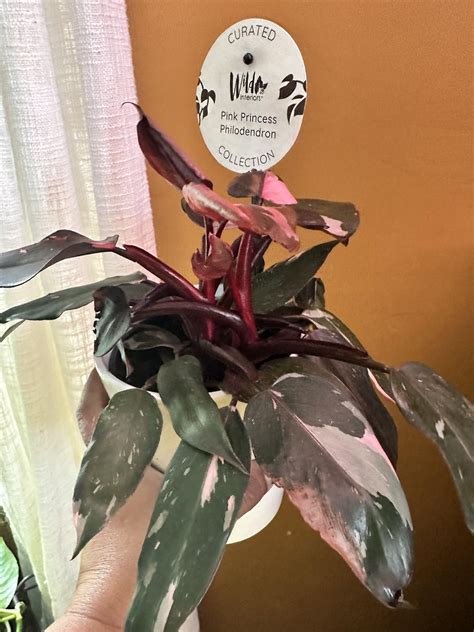 Pink princess Walmart dixon IL : r/plantwatch