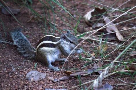 Premium Photo | A squirrel on the ground in its natural habitat