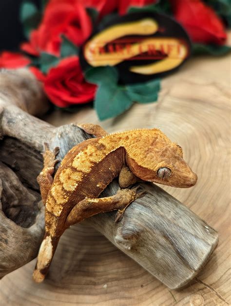 Flame Crested Gecko by SnakeCraft - MorphMarket