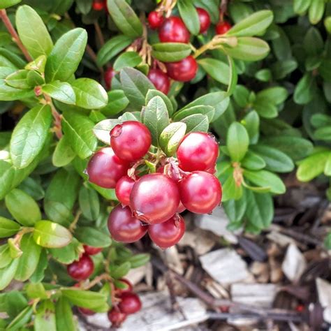 Lingonberry plants for sale - Sussi