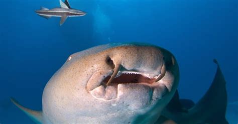 Watch a Man Nonchalantly Endure a Shark Bite on a Crowded Beach - AZ Animals