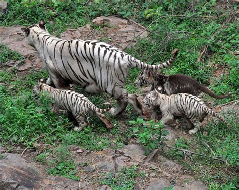 🔥 White tiger cub with a rare black complexion. : r/NatureIsFuckingLit