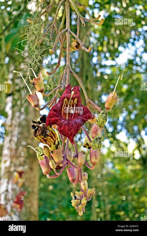 Sausage tree flowers hi-res stock photography and images - Alamy