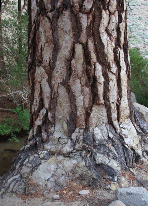 Jeffrey Pine | Medium Tree Seedling – SequoiaTrees.com