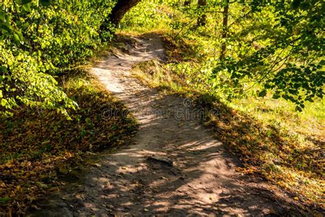 Beautiful Forest Path Illuminated by the Sun at Sunset Stock Photo - Image of path, august ...