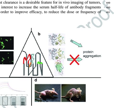 Some of the Nanobodies applications. The structure within the triangle... | Download Scientific ...