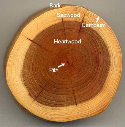 cross section of a tree trunk 1 | Download Scientific Diagram