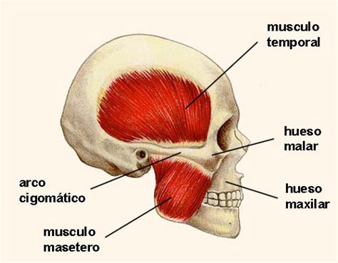 BRUXISMO Y EJERCICIO PARA LA ARTICULACIÓN TEMPOROMANDIBULAR - Bodymind Studio Pilates