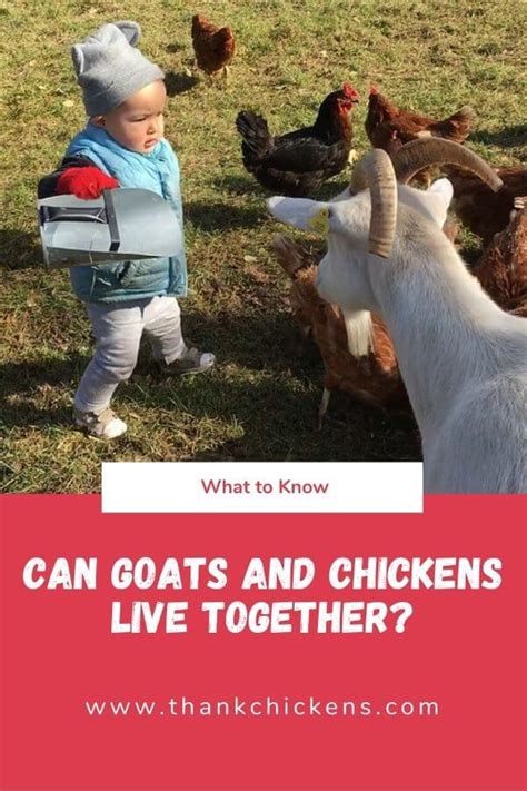 Can goats and chickens live together? - Thank Chickens