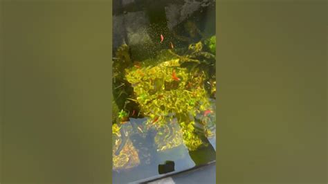 Feeding the outdoor pond fish - YouTube