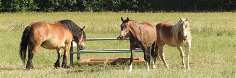 Horse training methods: Behavioral analysis | Noldus