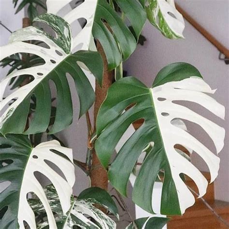 6 Rare Houseplants You Didn't Even Know You Wanted - House Fur