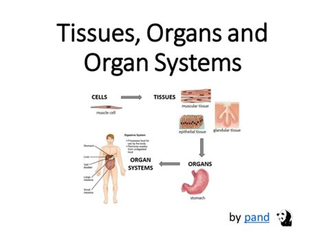 Cells, Tissues, Organs and Organ Systems presentation by pand - Teaching Resources - TES