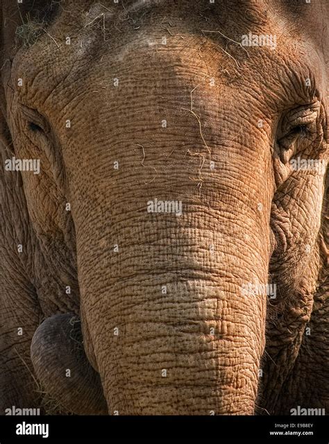 Elephant at Belfast zoo Stock Photo - Alamy