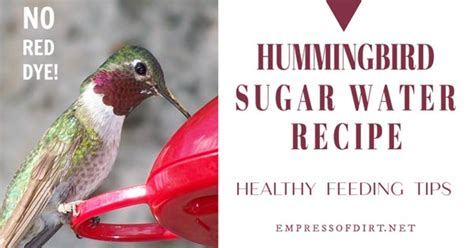 How to Make Sugar Water for Hummingbirds | Empress of Dirt