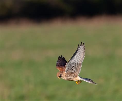 Kestrel - BirdLife Cyprus