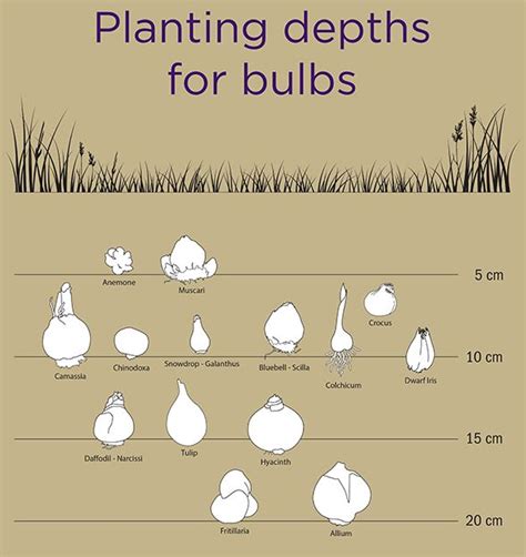 Spring Bulbs Planting Guide - Garden Plant